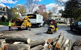 How Our Tree Care Process Works  in Point Venture, TX